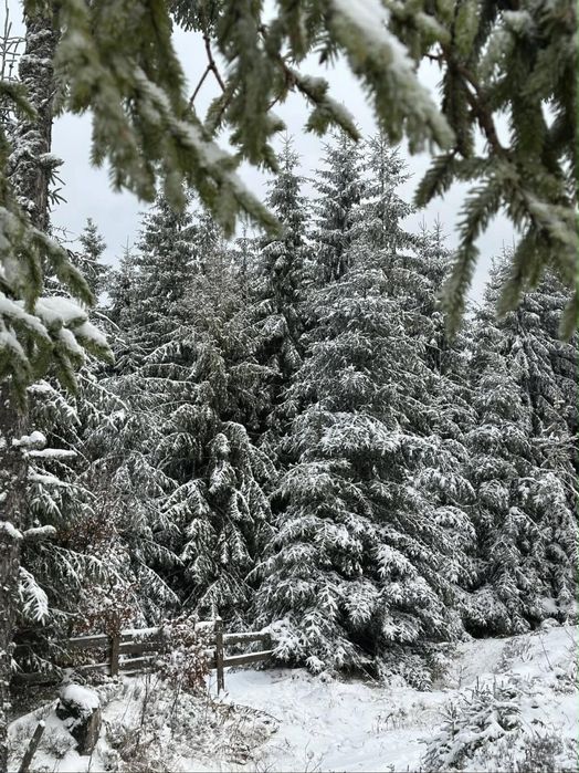 Відпочинок в горах Сенечів . Оренда котеджу . Відпочинок   в Карпатах