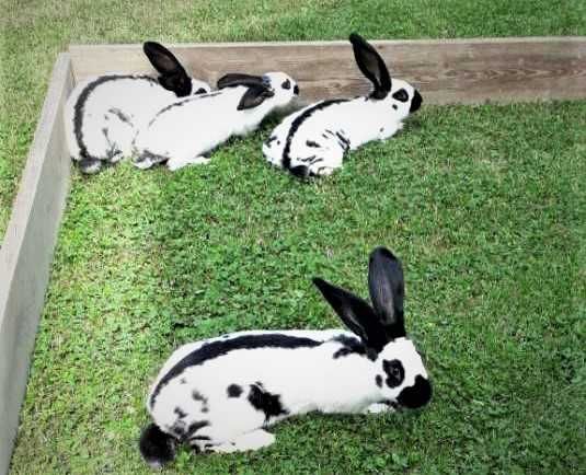 Króliki Srokacze