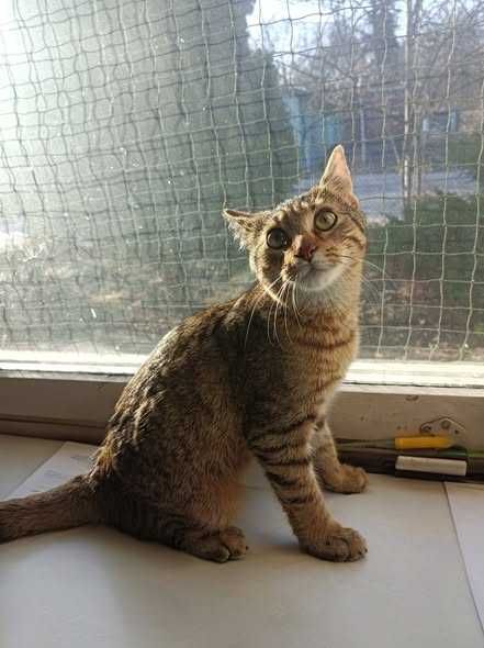 Puszek poleca się do adopcji!