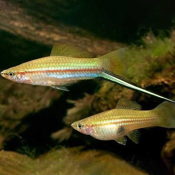 MISIEKZOO Żyworódki - Mieczyki Czerwone / Zielone / Czarne