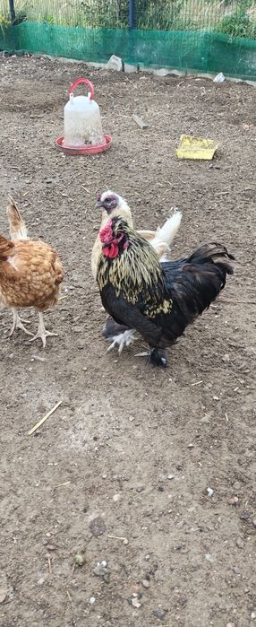 Roczny kogut ozdobny