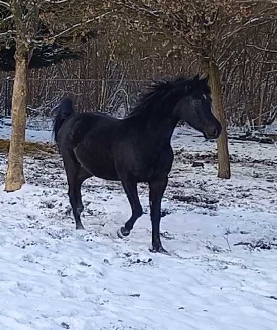 Kary wałach czystej krwi arabskiej po Nadi Al Khalediah