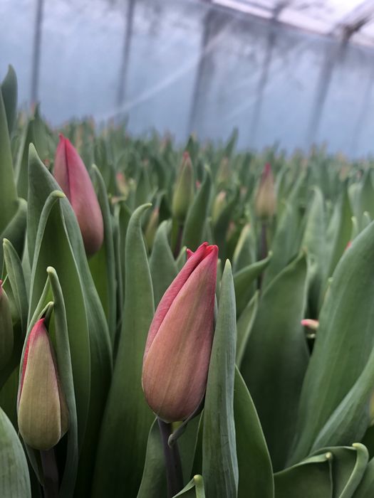 Tulipan cięty Polska produkcja
