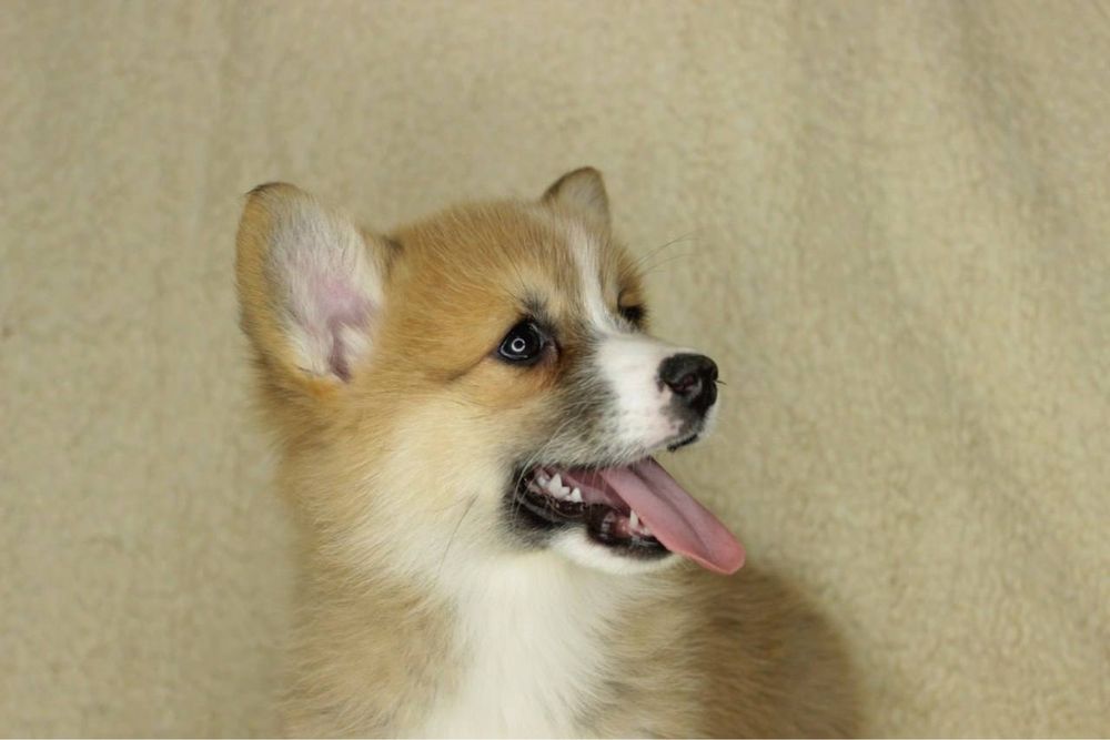 Вельш Корги Пемброк Девочка