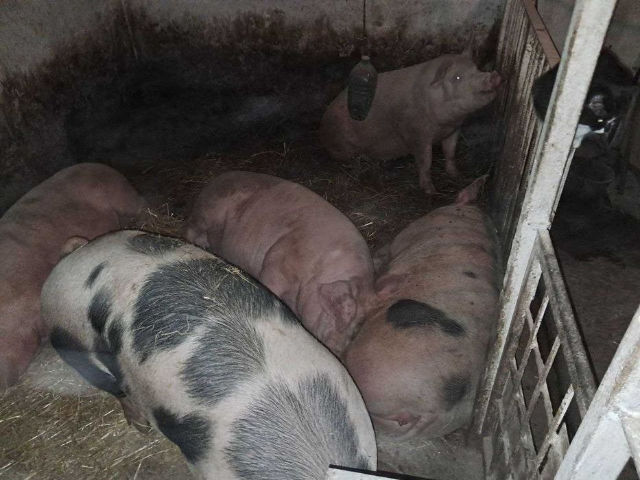 Продам свині 180-200 кг. 90грн