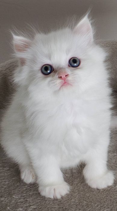 Пушистый белый котёнок