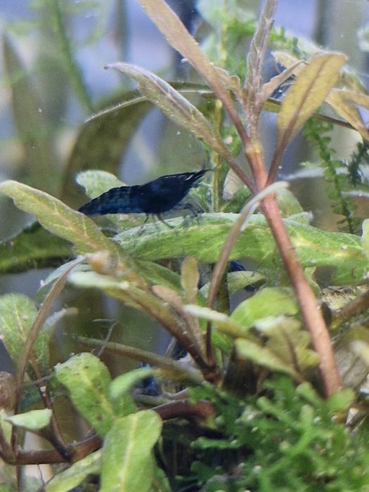 Krewetki neocaridina blue rili