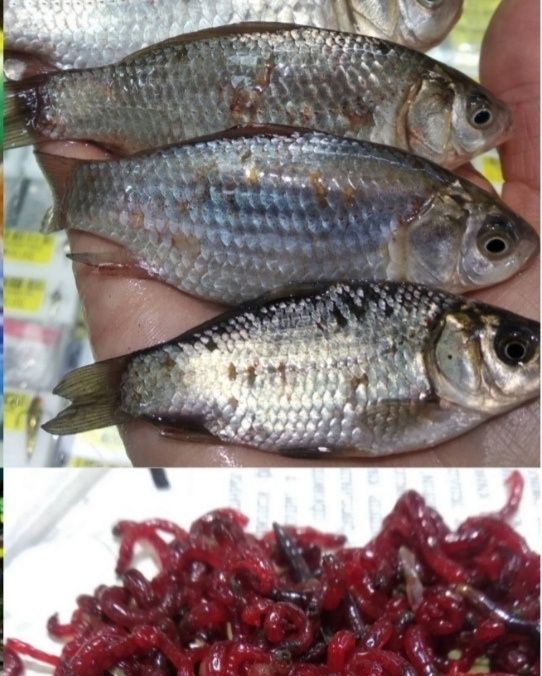 Живець карась з ставка