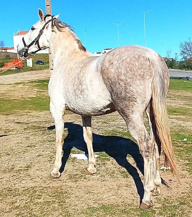 Égua típica.      .