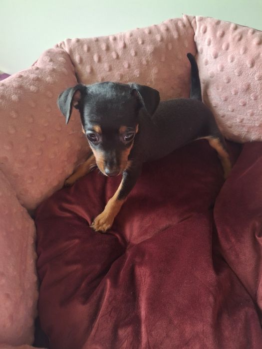 Sprzedam suczkę pinczerkę