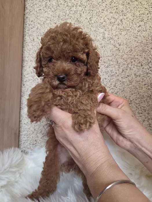 Poodle red disponível