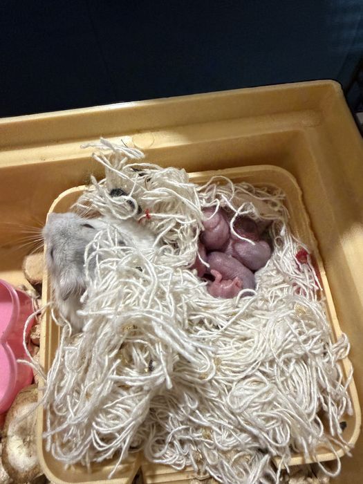 Джунгарський хомʼяк