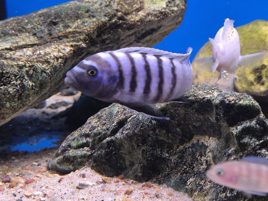 Cynotilapia sp. Ndumbi/Pyszczaki Malawi