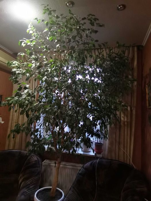 Фікус Бенджаміна, висота дерева 2,5 метрів. Діффенбахія висотою 70 см.