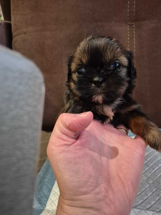 Shih Tzu suczka  *REZERWACJA*