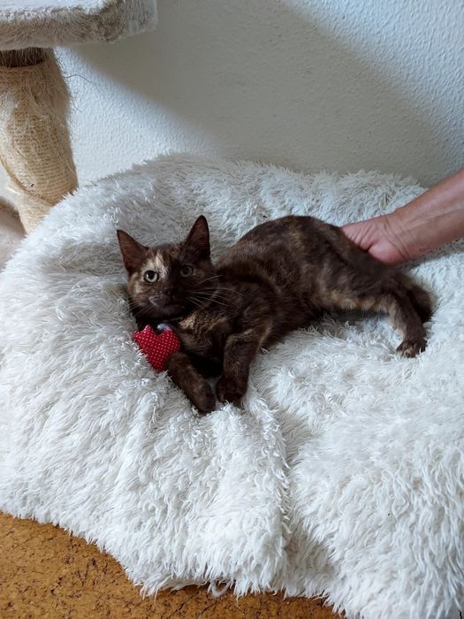 Gatinha bebé para adoção