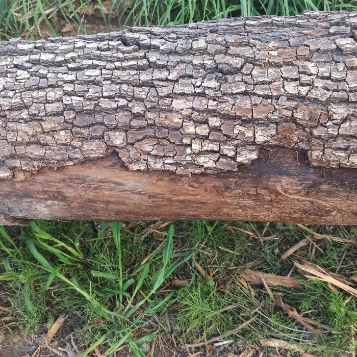 Drzewo grusza 300 kg