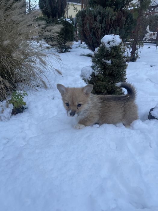 Шикарні цуцики Коргі Пемброк