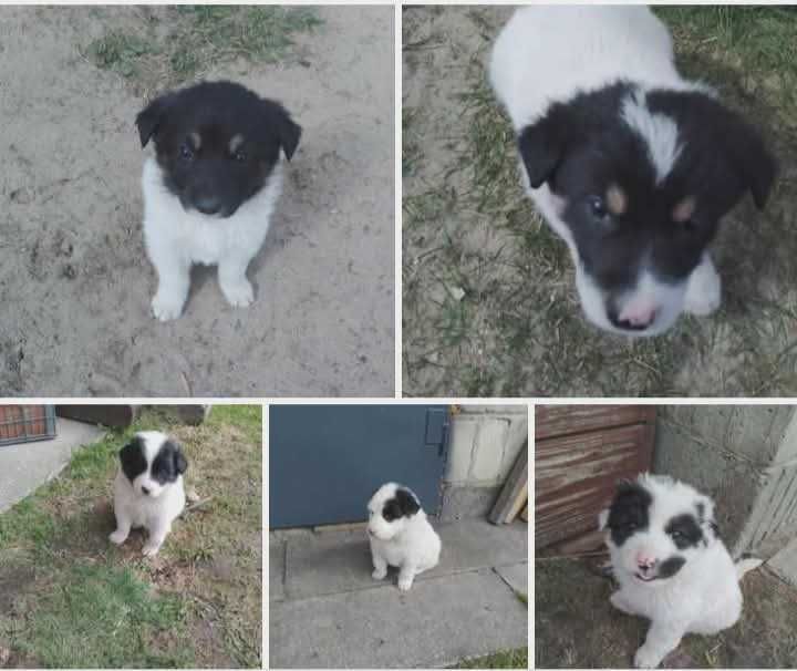 Szczeniaki w dobre rece