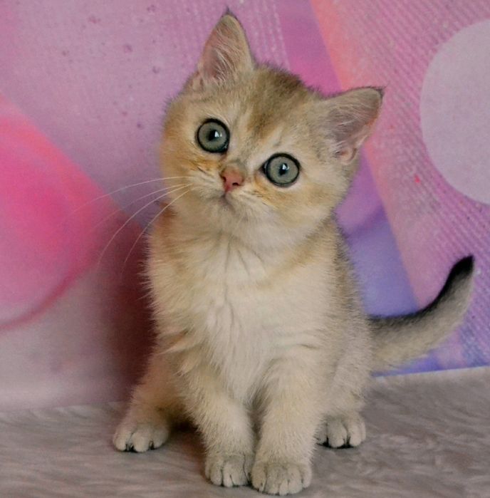 Золота топова дівчина та хлопчик