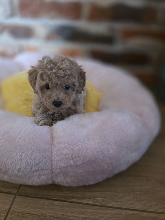 Maltipoo  f1 suczka mocny skręt do odbioru!!