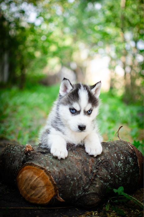Дівчинка хаскі. КСУ. Блакитні очі