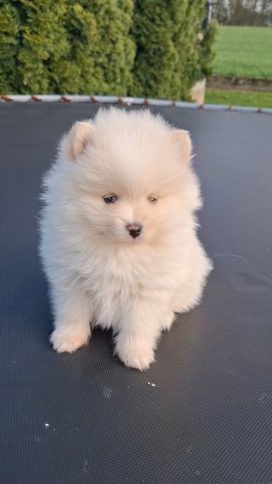 Szpic miniaturowy Pomeranian