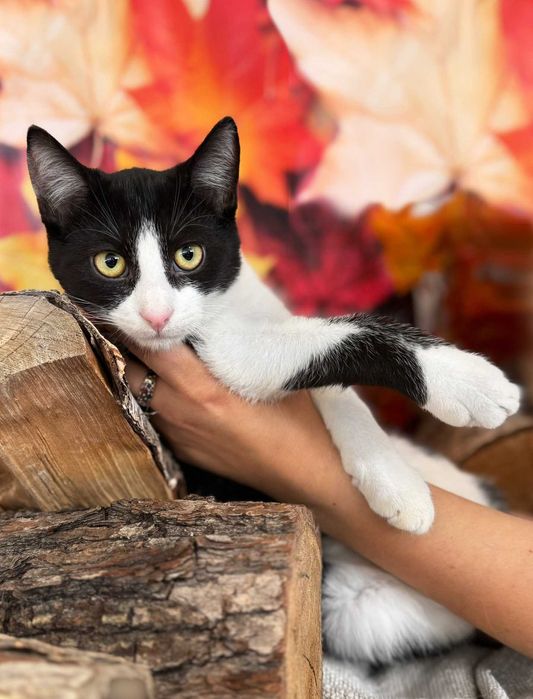 Jerzyk, wesolutki młody kocurek