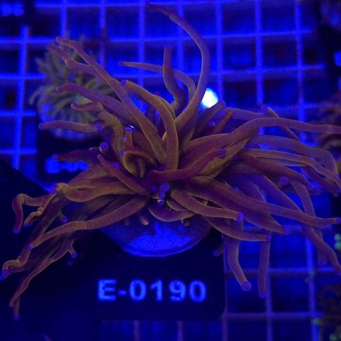 Euphyllia Glabrescens 24K – Torch Coral Akwarystyka Morska Kraków