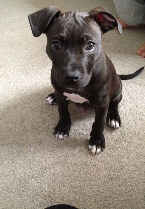 Терміново хлопчики Амстафа