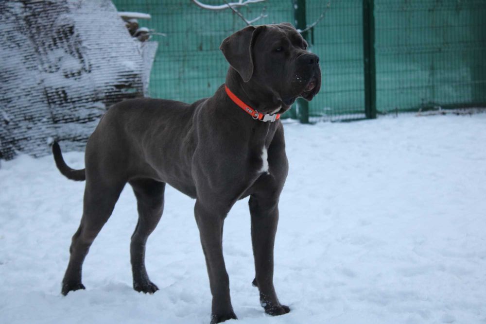 Ласковая лапулька-корсулька, Тайра