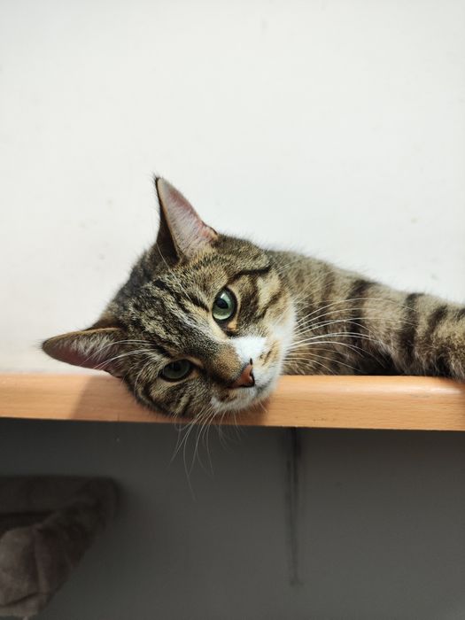 Piękny kocurek poleca się do adopcji