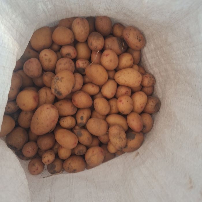 Продам дрібну картоплю