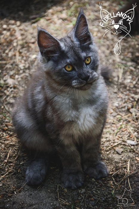 Dymny maine coon