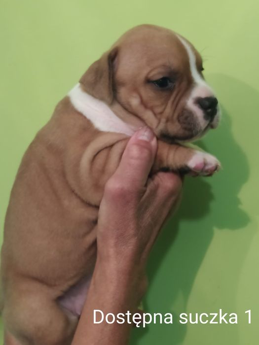 Amstaff suczka Rodowód ZKWP/ FCI Zapraszamy do rezerwacji
