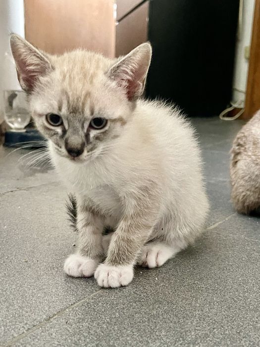 Dou gatos bebes com 2 meses