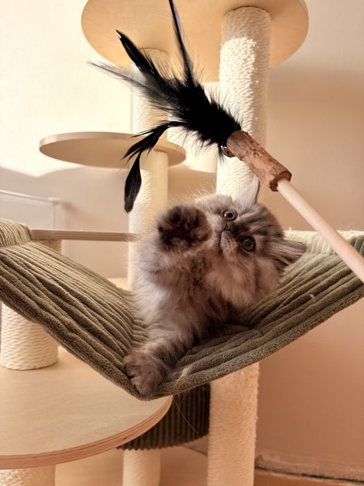 Kot szkocki zwisłouchy długowłosy / scottish fold - PZF/WCF