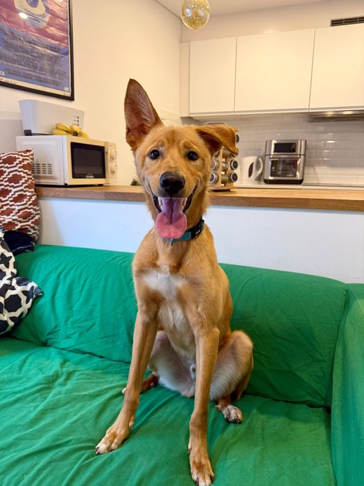 Cão jovem para adoção responsável