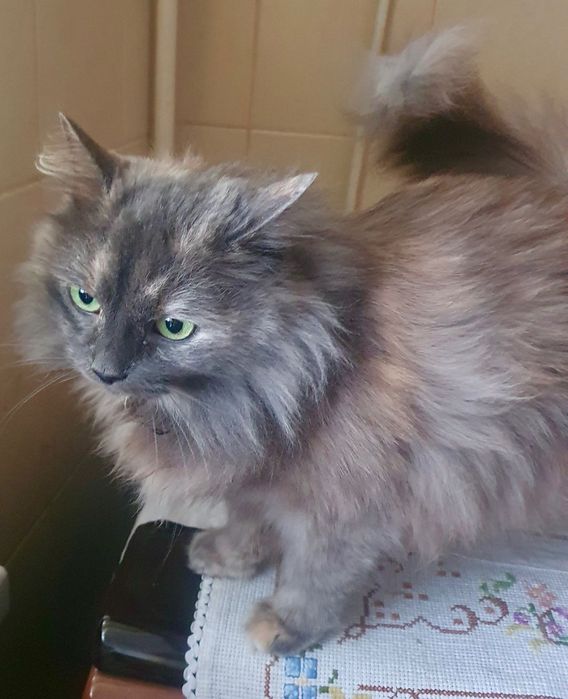 Соня шукає дім .