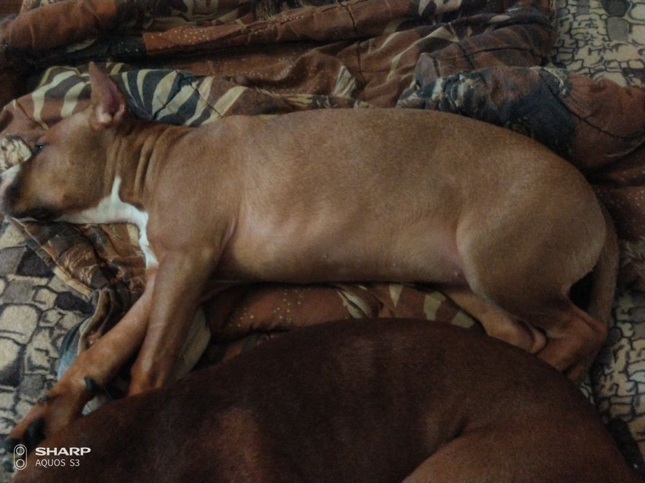 Девочка Амстафф в хорошие руки