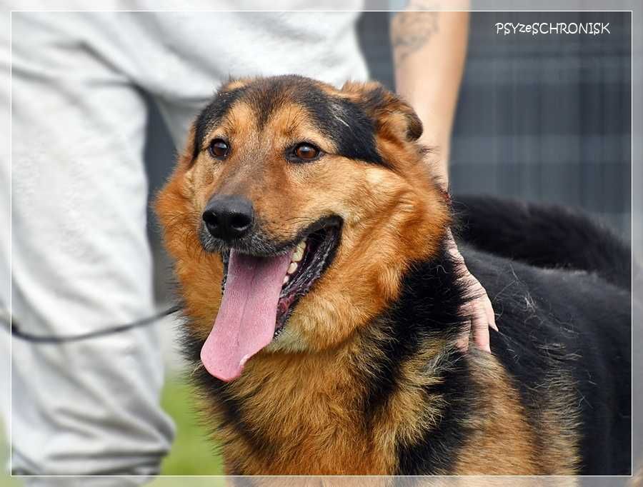 Clark – piękny, uśmiechnięty prawie owczarek – kocha ludzi i lubi psy