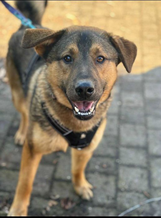 Piękny majestatyczny młody psiak czeka na dom