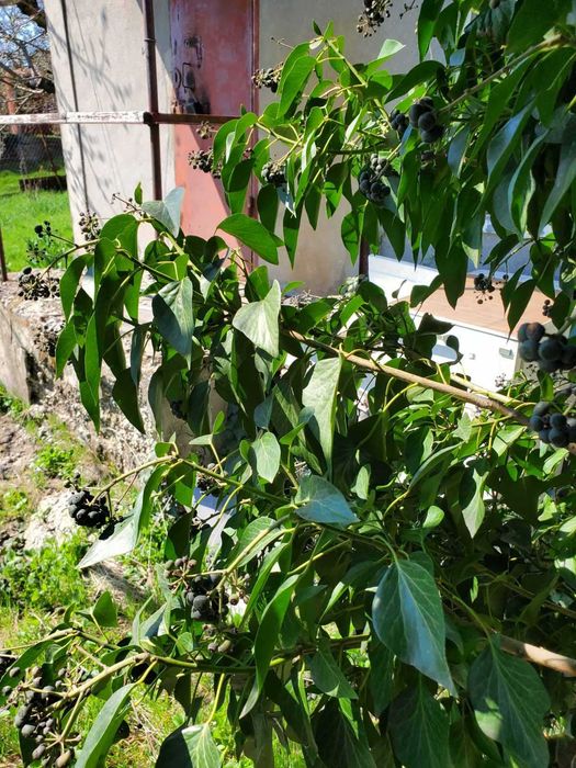 Продам дом, Визирка Лиманский район