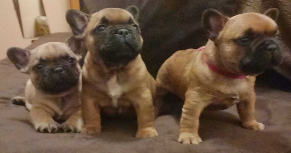 Bulldog Francês afixo Mayday Hill