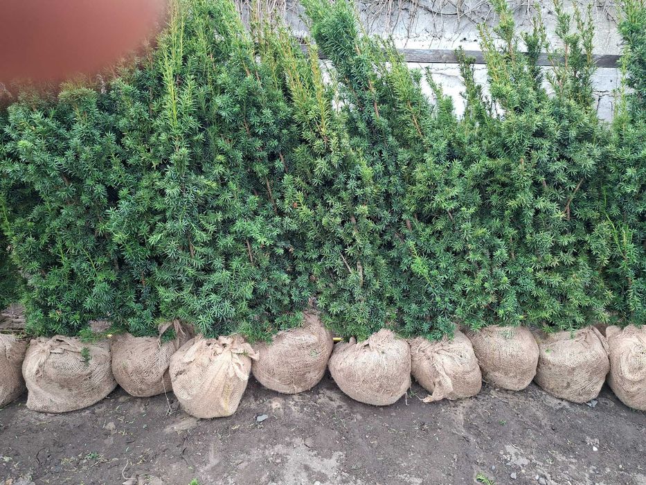 Szybkorosnący Gotowy Żywopłot Cis Hicksii
