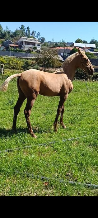Poldras puro sangue lusitano