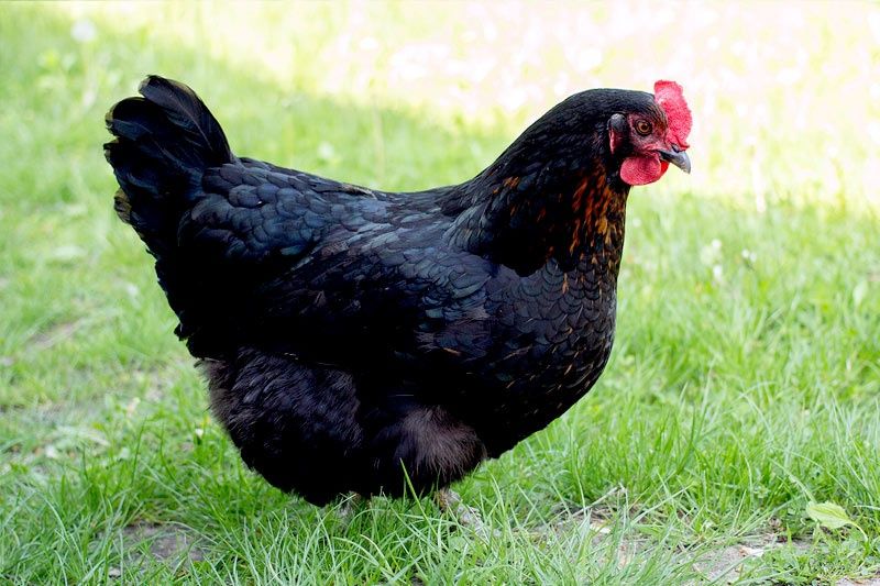 Продаються кури: ломан Браун, ломан Сенді, супер харко, адлер