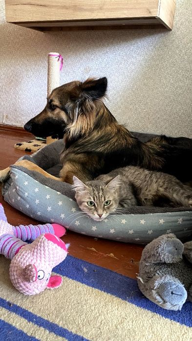 Перетримка ваших тварин з любовью, котики та інші, зооперетримка