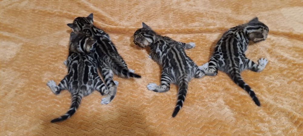 Бенгальские коты