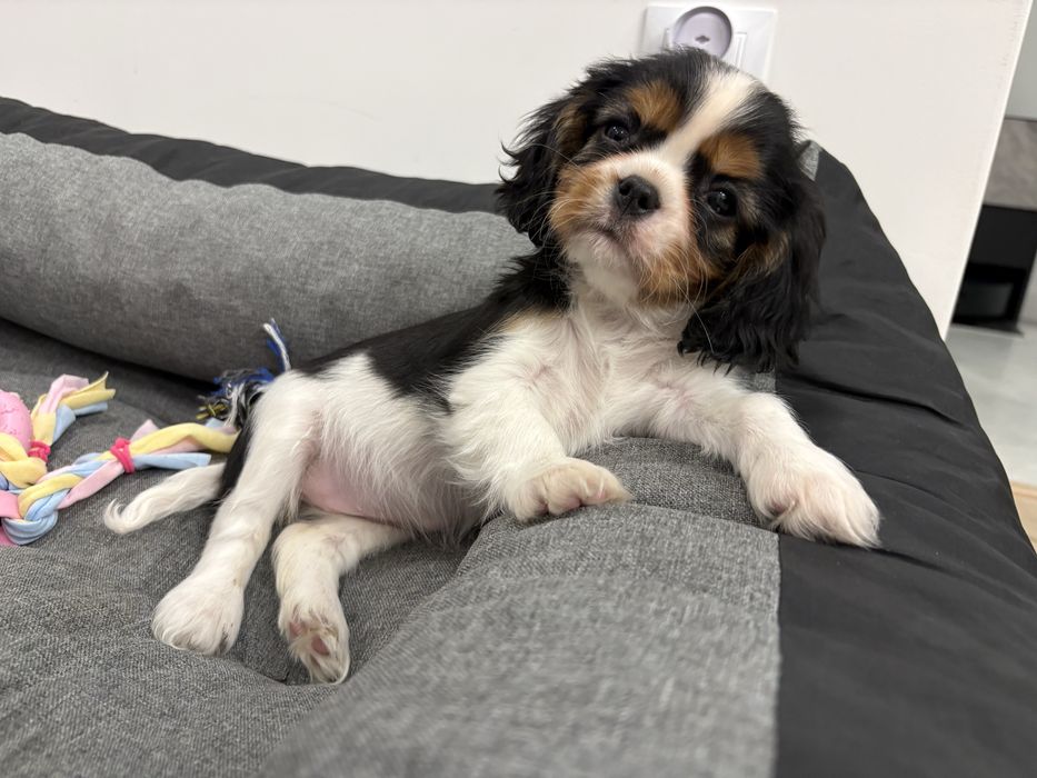 Suczka FCI Cavalier King Charles Spaniel tricolor